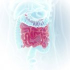 Illustrazione dell'intestino tenue nella silhouette del corpo umano . — Foto stock
