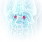 Ilustração das glândulas supra-renais coloridas na silhueta do corpo humano, quadro completo . — Fotografia de Stock