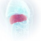 Ilustración del hígado coloreado en la silueta del cuerpo humano, primer plano . - foto de stock