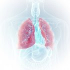 Illustrazione di polmoni colorati visibili nella silhouette trasparente del corpo umano . — Foto stock