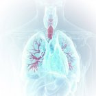 Illustrazione medica dei bronchi visibili nel corpo umano . — Foto stock