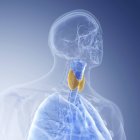 Illustrazione della laringe colorata e della tiroide nel corpo umano trasparente . — Foto stock