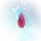 Illustrazione della tiroide colorata nella silhouette della gola umana . — Foto stock