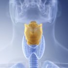 Ilustración de la laringe de color en el cuerpo humano transparente . - foto de stock