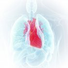 Darstellung des Herzens in der Silhouette des menschlichen Körpers. — Stockfoto
