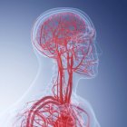 Ilustración médica de vasos sanguíneos humanos de la cabeza . - foto de stock