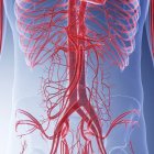 Медичні ілюстрація людини кровоносних судин черевної порожнини. — стокове фото