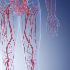 Медична ілюстрація людських кровоносних судин ніг . — стокове фото