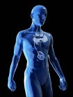 Illustration de l'estomac humain dans la silhouette du corps
. — Photo de stock