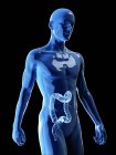 Illustrazione del colon umano nella silhouette del corpo . — Foto stock