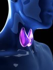 Ilustración de la glándula tiroides humana en la silueta corporal . - foto de stock
