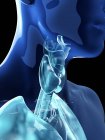 Ilustración de tiroides y laringe humanas en silueta masculina . - foto de stock