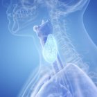 Illustrazione digitale della ghiandola tiroidea nella silhouette della gola umana . — Foto stock