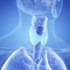 Ilustración digital de la glándula tiroides en la silueta de la garganta humana . - foto de stock