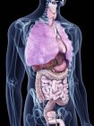 Ilustração de órgãos humanos na silhueta corporal . — Fotografia de Stock