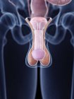 Медична ілюстрація анатомії пеніса в організмі людини . — стокове фото