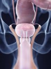 Illustration of human bladder anatomy in body silhouette. — Stock Photo