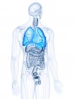 Illustration of visible colored lungs in transparent human body silhouette. — Stock Photo