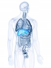 Ilustración del hígado coloreado en la silueta del cuerpo humano
. - foto de stock