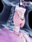 Ilustração realista da glândula tireóide na silhueta da garganta humana . — Fotografia de Stock