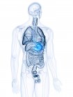 Ilustración del estómago en la silueta del cuerpo humano . - foto de stock