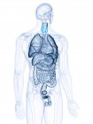 Ilustración de la glándula tiroides mostrada en la silueta del cuerpo humano . - foto de stock