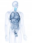 Illustrazione della laringe colorata e degli organi nel corpo umano trasparente . — Foto stock