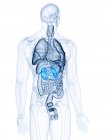 Ilustração dos rins coloridos na silhueta do corpo humano . — Fotografia de Stock