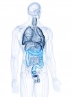 Ilustración de colon visible en el cuerpo humano . - foto de stock