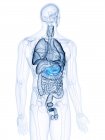 Illustration du pancréas et des organes visibles dans la silhouette du corps humain . — Photo de stock