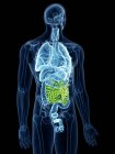 Illustrazione dell'intestino tenue nella silhouette del corpo umano . — Foto stock