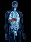Illustration of colored liver in human body silhouette on black background. — Stock Photo