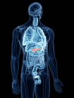 Ilustração do pâncreas visível e dos órgãos na silhueta do corpo humano . — Fotografia de Stock