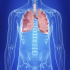 Illustration of visible colored lungs in transparent human body silhouette. — Stock Photo