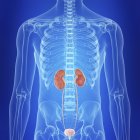 Illustration of human kidneys in body silhouette. — Stock Photo