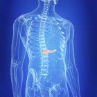 Illustration of visible pancreas in human body silhouette. — Stock Photo