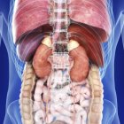 Illustration of realistic kidneys in human body. — Stock Photo