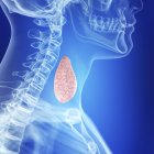 Ilustración de la glándula tiroides sana en la silueta de la garganta humana . - foto de stock