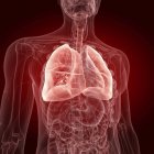 Ilustración de pulmones visibles en silueta transparente del cuerpo humano . - foto de stock
