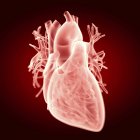 Ilustración de la silueta transparente del corazón humano
. - foto de stock