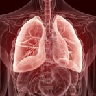Illustrazione dei polmoni visibili nella silhouette trasparente del corpo umano . — Foto stock