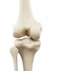 Illustrazione delle ossa umane del ginocchio su sfondo bianco . — Foto stock