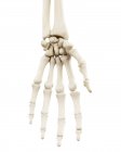 Illustration des os de la main humaine sur fond blanc . — Photo de stock
