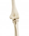 Иллюстрация человеческих костей локтя на белом фоне . — стоковое фото