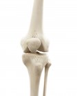 Illustration des os du genou humain sur fond blanc . — Photo de stock