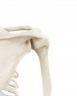 Illustration of human shoulder bones on white background. — Stock Photo