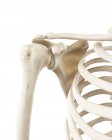 Ilustración de los huesos del hombro humano sobre fondo blanco . - foto de stock