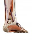 Иллюстрация анатомии человеческой ноги на белом фоне . — стоковое фото