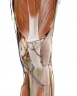 Ілюстрація анатомії людського коліна на білому тлі . — стокове фото
