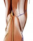 Иллюстрация анатомии колена человека на белом фоне . — стоковое фото